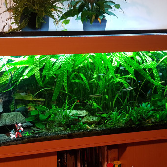 aquariophile FLOBRASIL