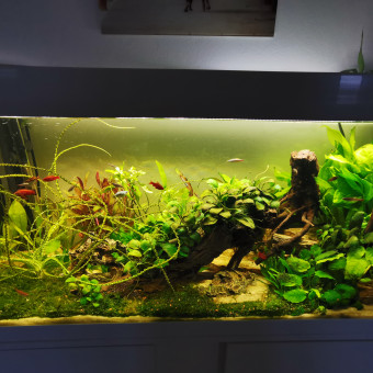 aquariophile Bugrinks