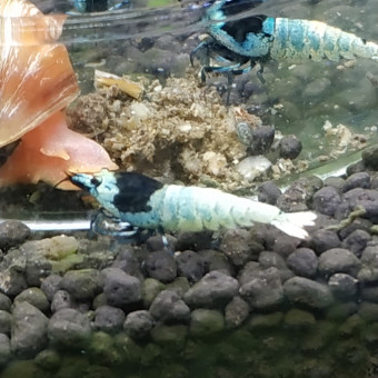 aquariophile xvd3