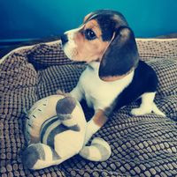 aquariophile anais62