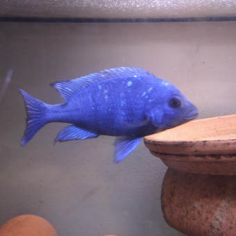 aquariophile charly-cichild