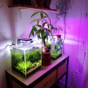 aquariophile Gwilome