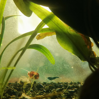 aquariophile Ekalkas