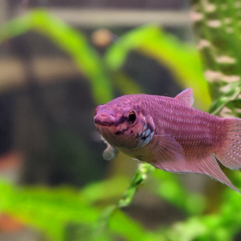 aquariophile Kanagingko