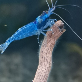 aquariophile Roxy