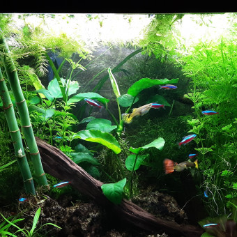 aquariophile marcval