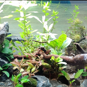 aquariophile Litenor