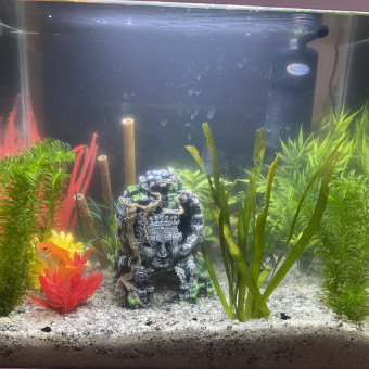 aquariophile laaauw
