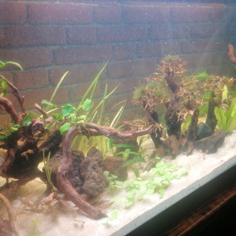 aquariophile romain-nevoux