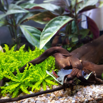aquariophile Mumu54