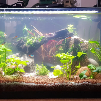 aquariophile yannick-le-roux