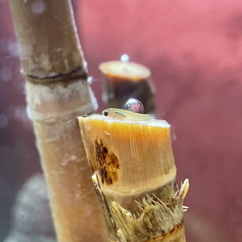 aquariophile Pronix