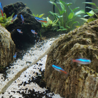 aquariophile fanny-v