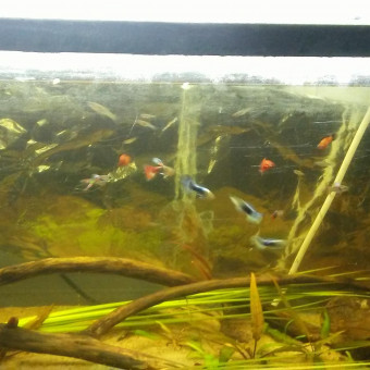 aquariophile Pirahna