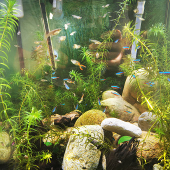 aquariophile david-boudrez