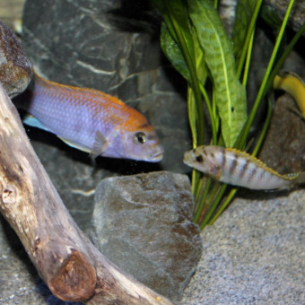 aquariophile Threepwood