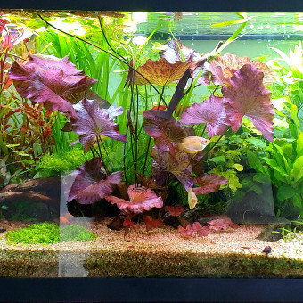 aquariophile Aqua-Greg