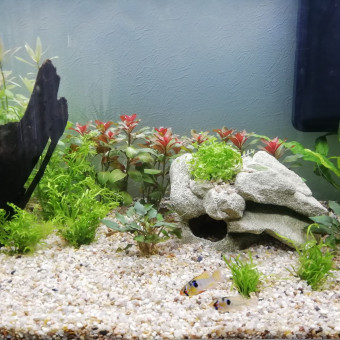 aquariophile Lisa37