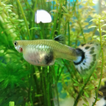 aquariophile Laura980630