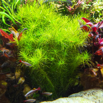 aquariophile Junkhoo