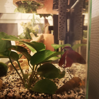 aquariophile Revelata