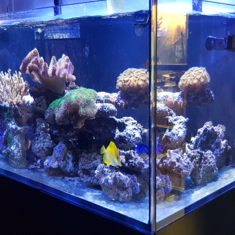 aquariophile coliver28