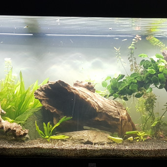 aquariophile Kitjunga