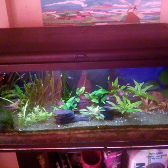aquariophile Gossip