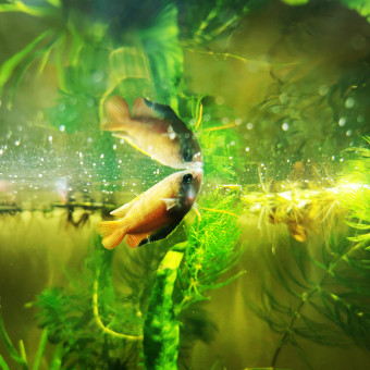 aquariophile Cali