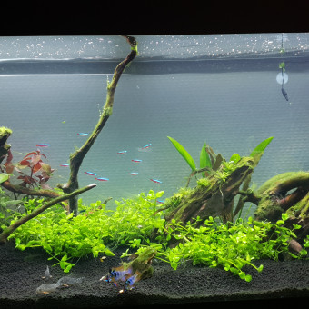 aquariophile Kyz44