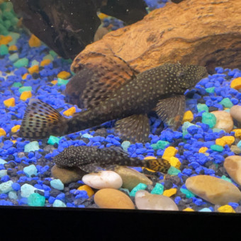 aquariophile matis-bmk