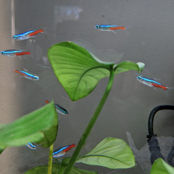 aquariophile Anna-rcd