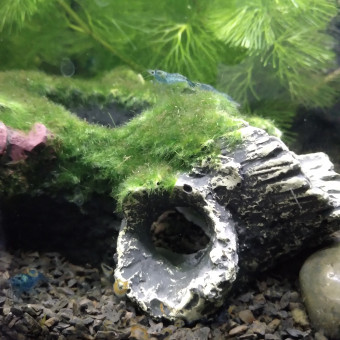 aquariophile babu-correia