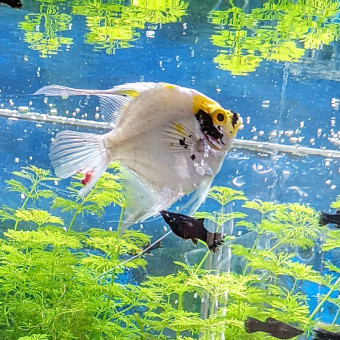 aquariophile vandecj