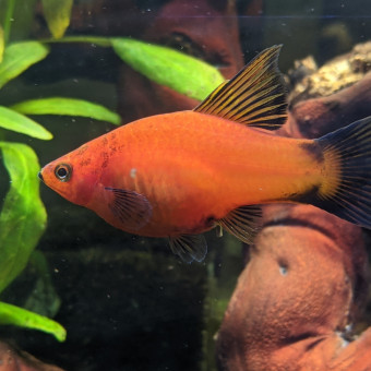 aquariophile Cocotte01