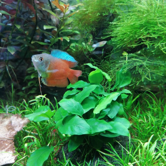 aquariophile Bribri35