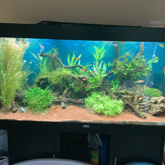 aquariophile TofLaMontagne