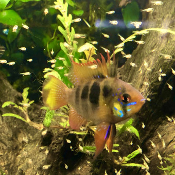 aquariophile Arco73