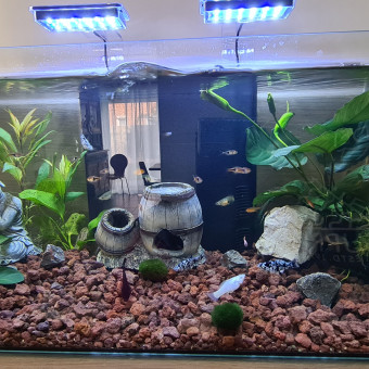 aquariophile dadaounet
