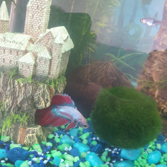 aquariophile Izadu64