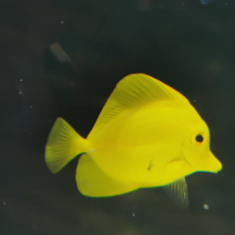 aquariophile Rene