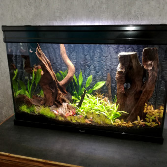 aquariophile vedrine