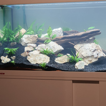 aquariophile Ricardo