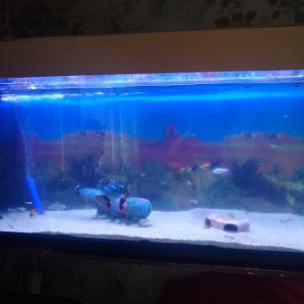 aquariophile Mickleplombard82