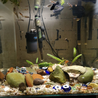 aquariophile vincentaparis