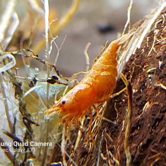 aquariophile Antony62