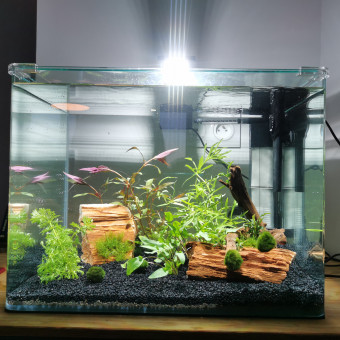 aquariophile ichak