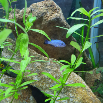 aquariophile Romu70190