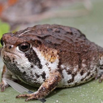 aquariophile LeGerrothorax