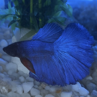 aquariophile romanee78